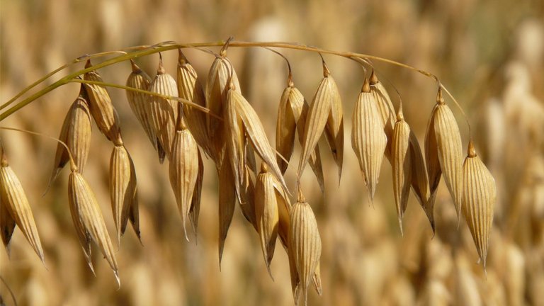 Haver voor gevoelige hoofdhuid  