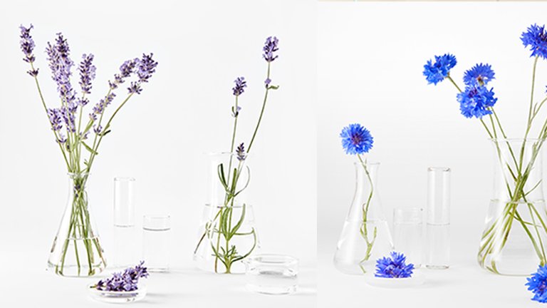 Korenbloemen in vazen