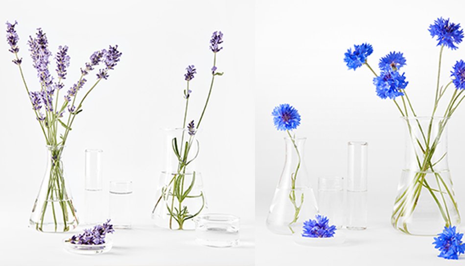 Korenbloemen in vazen