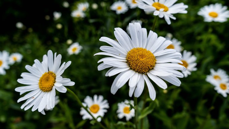 Kamille voor een mooie huid 