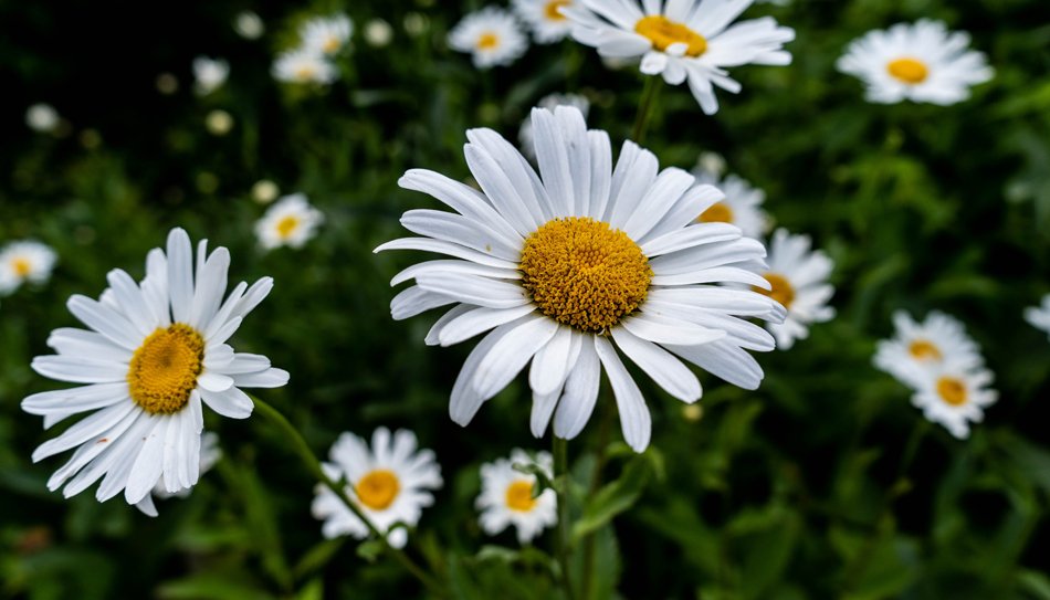 Kamille voor een mooie huid 