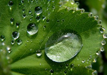 Botanicals content block image