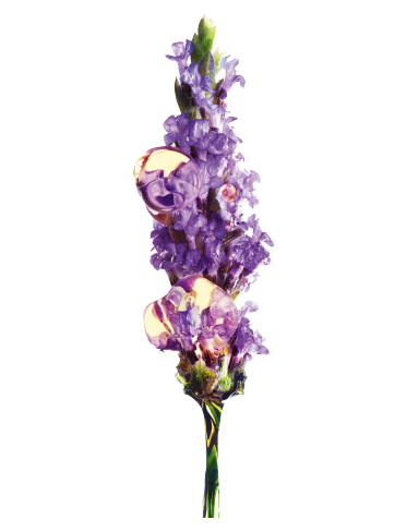 14174486LORcpddmretainermei2019BiologischeLavendeloogcremeGarnierBiolavendelolietextuurCMJN373x488px