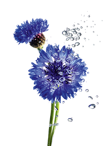 Korenbloem Micellair Water | Garnier BIO 